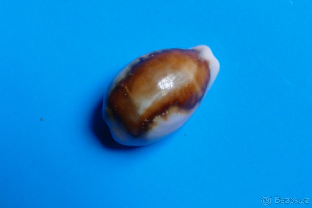 Cypraea spadicea - 3
