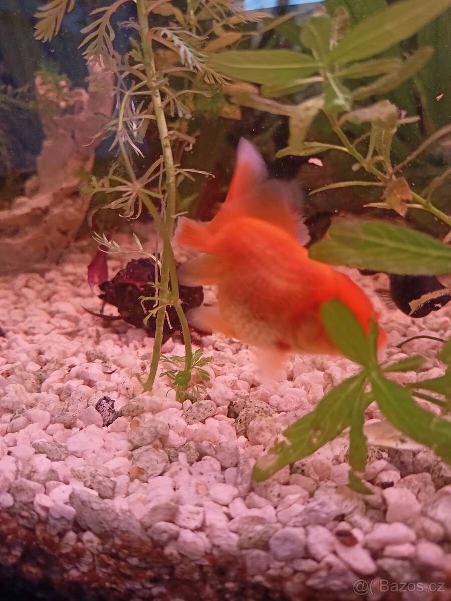 Prodám zavojnatky - 3