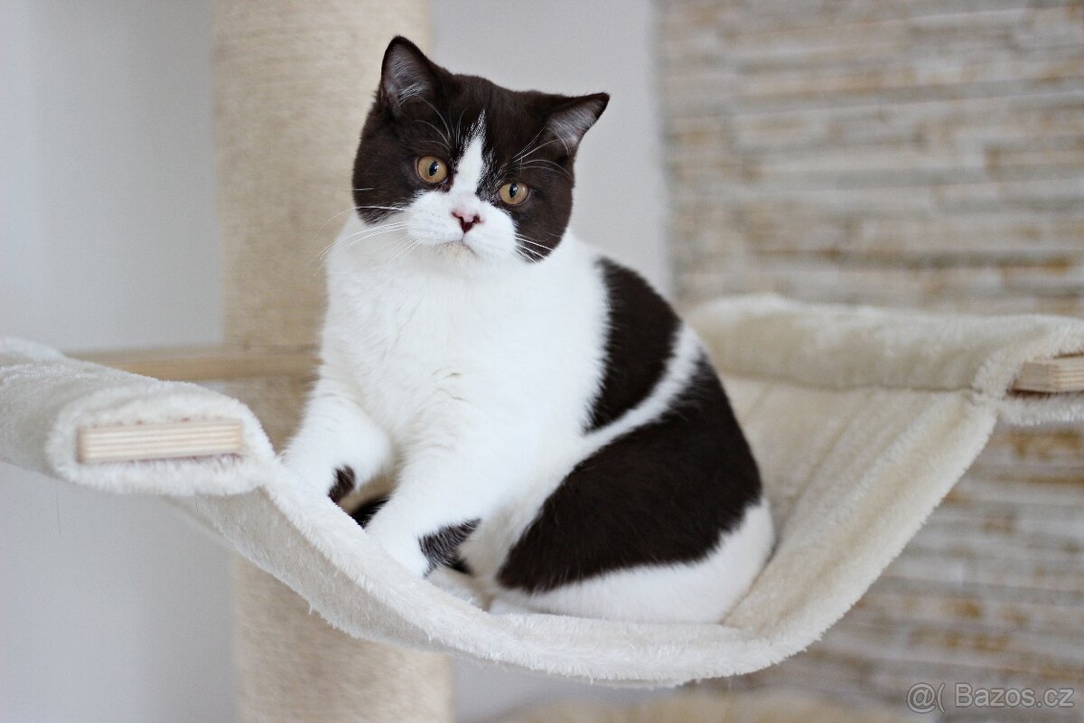 Britská koťátka s PP - 3