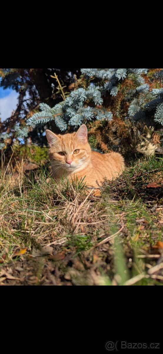 Koťátka k adopci - 7 měsíců - 3