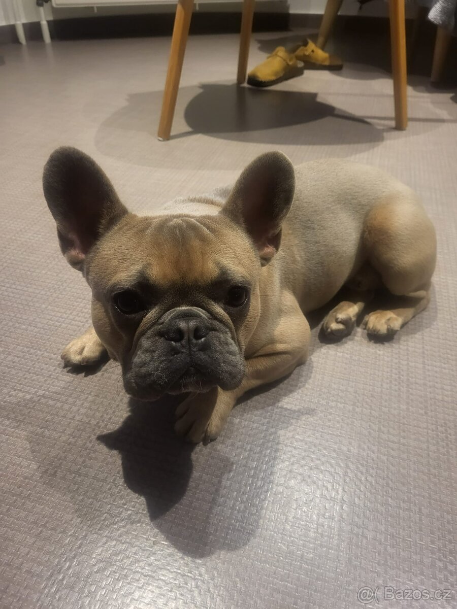 Francouzský buldoček bez PP - krytí - 3