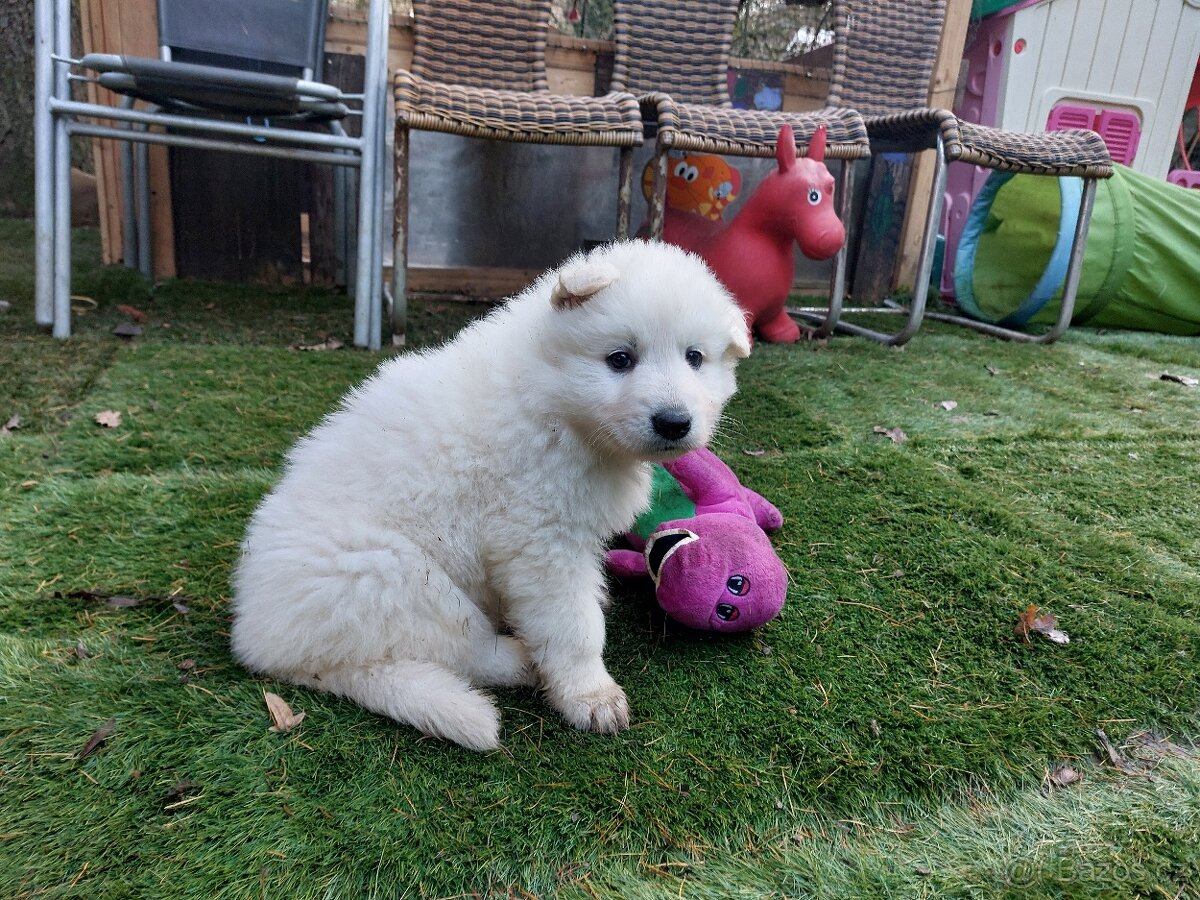 Bílý švýcarský ovčák - štěňátka s PP - 3