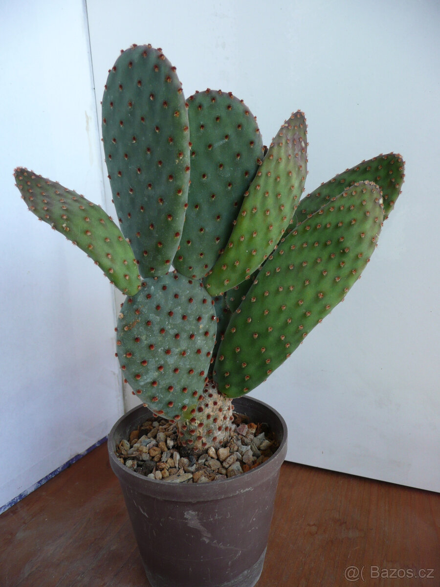 Mrazuvzdorné opuncie - 3