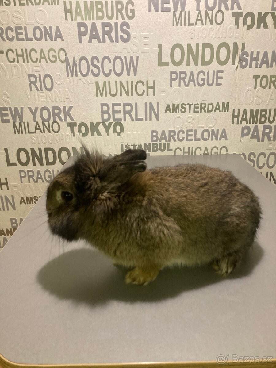 Králík - 3