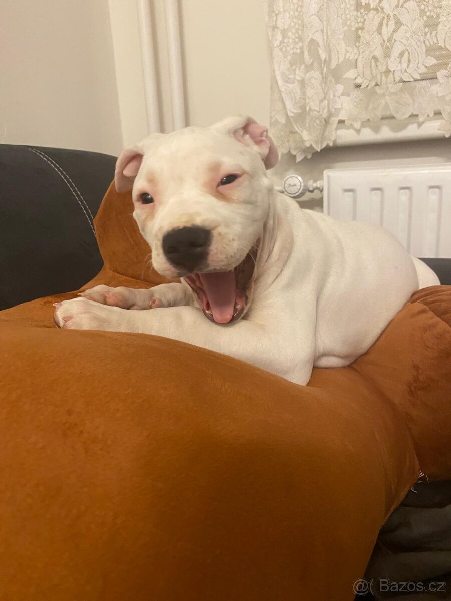 Štěně America Bully - 3