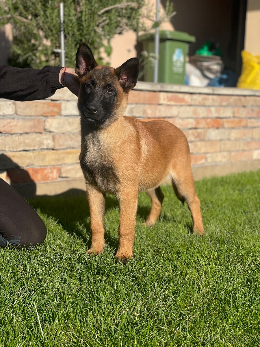 Belgický ovčák- Malinois s PP - 3