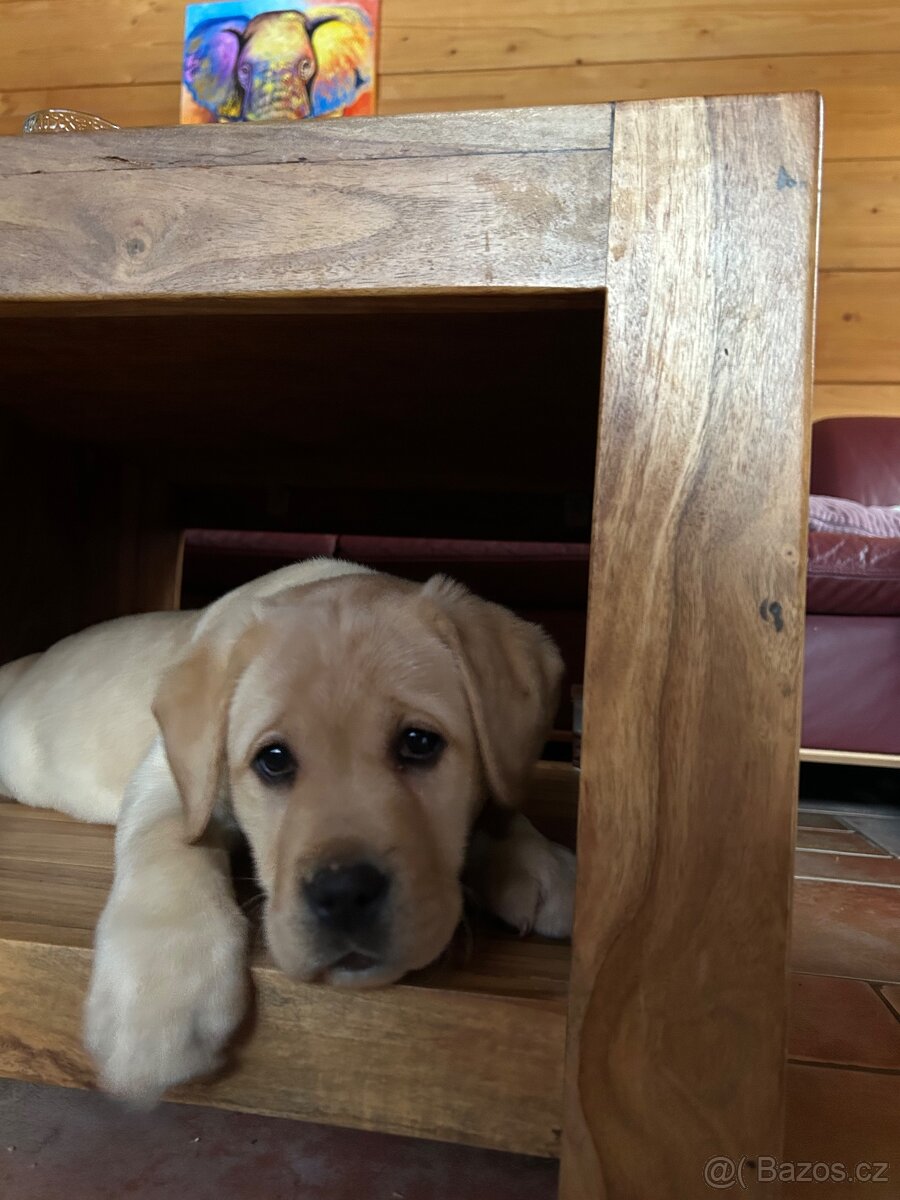 Labradorský retriever s PP - 3