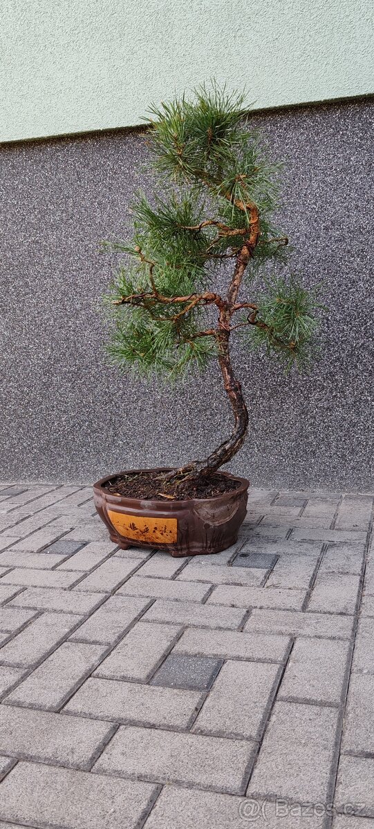Bonsai, bonsaj, borovice v misce - 3
