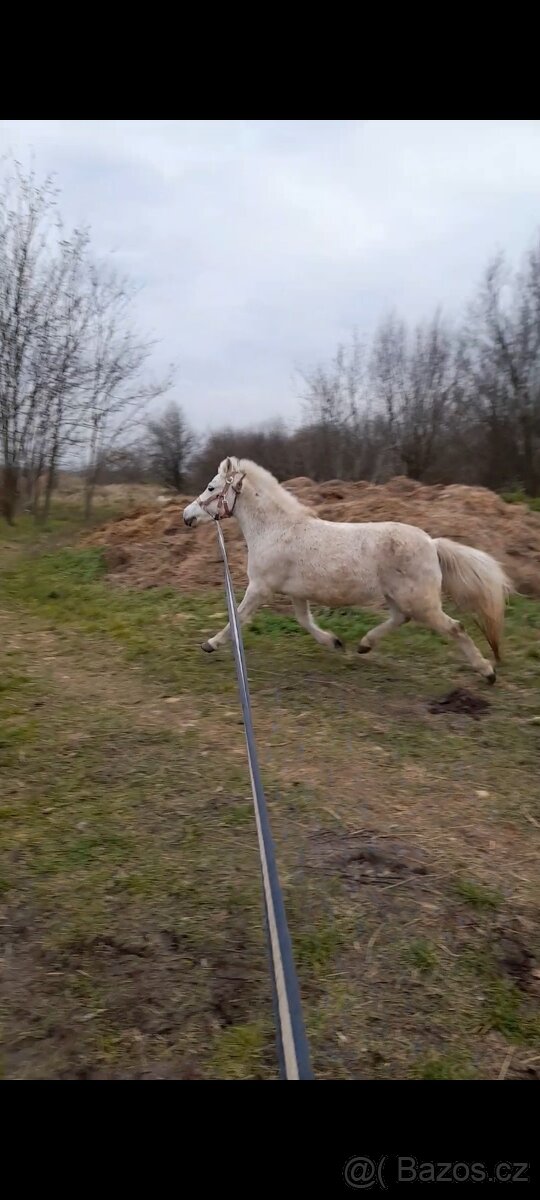 Predam jazdecku welsh pony kobylu - 3