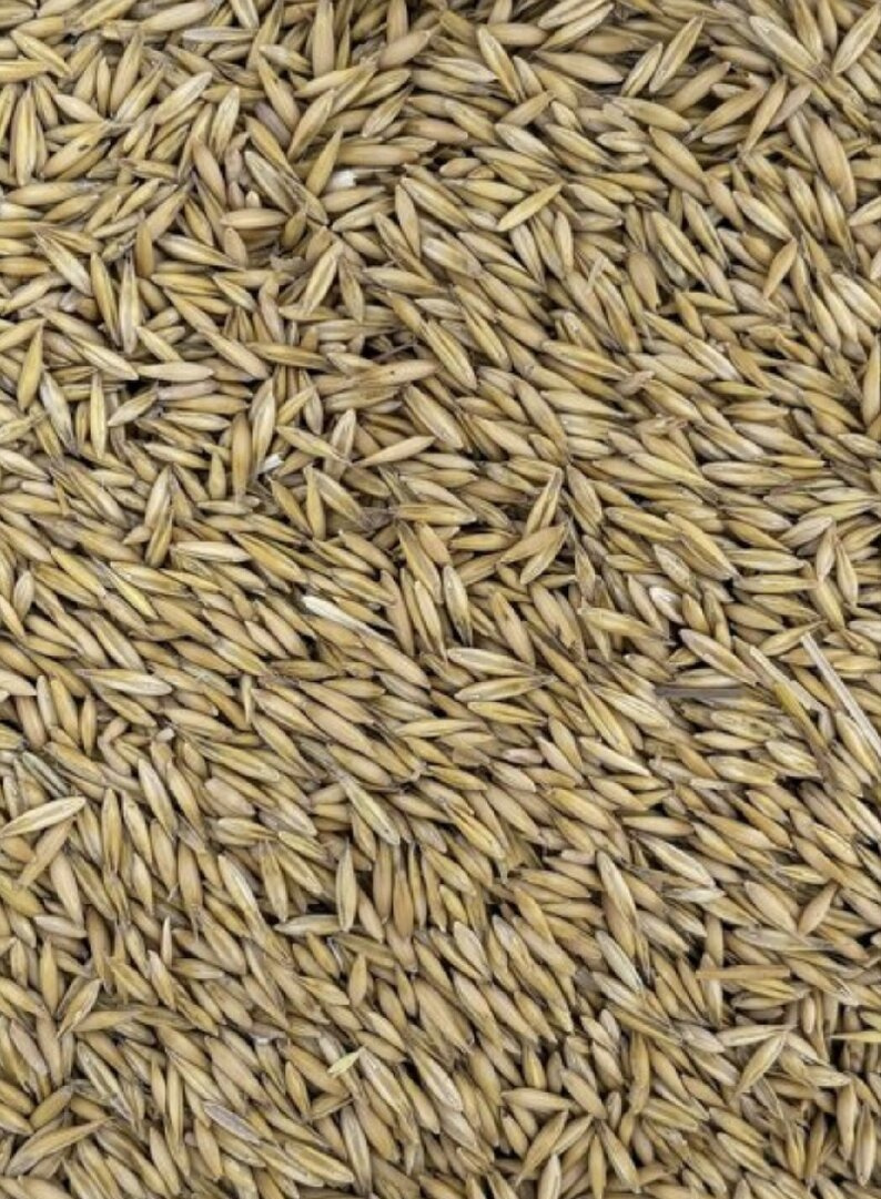 pšenice, ječmen,oves - 3