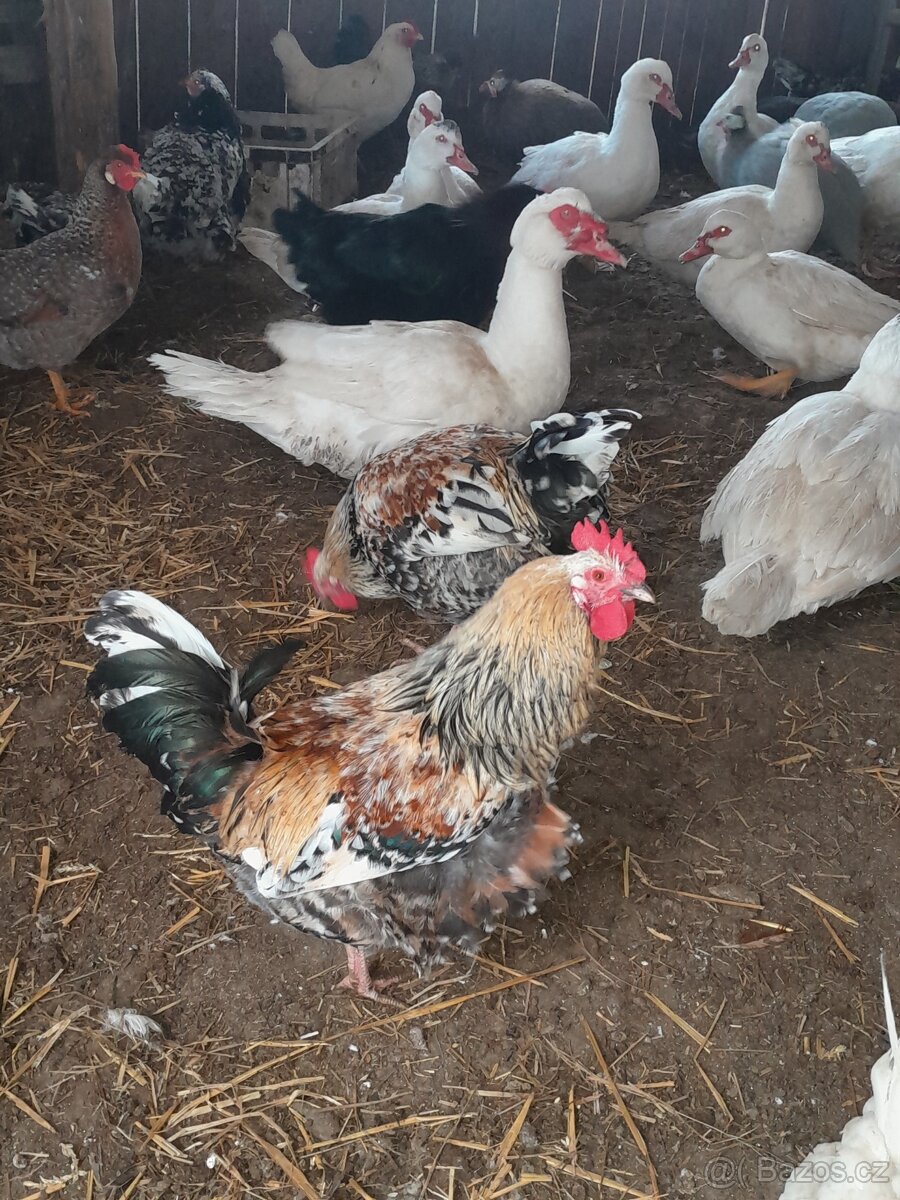 Švédská květina - 3