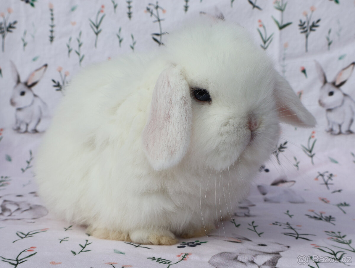 Maličký NHD modrooký beránek sameček s VP . - 3