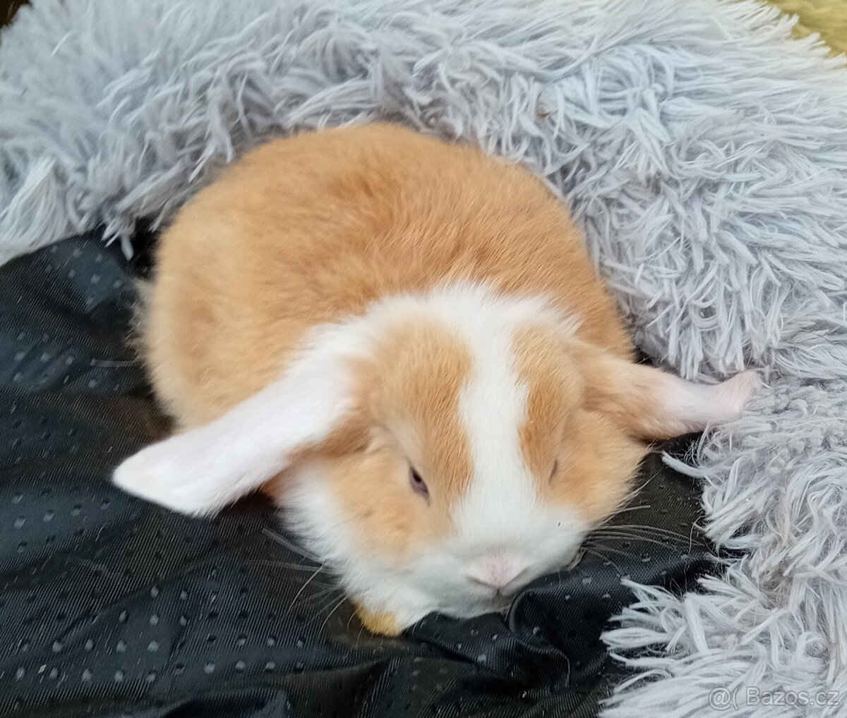Zakrslý beránek F1 - 3