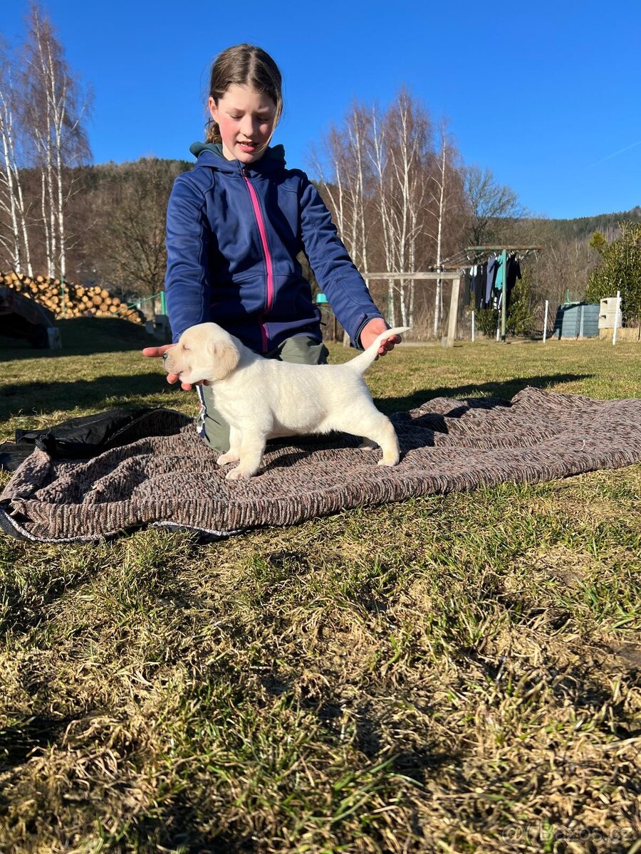 TOP LABRADORSKÝ RETRIEVER - ŠTĚNĚ S PP - 3
