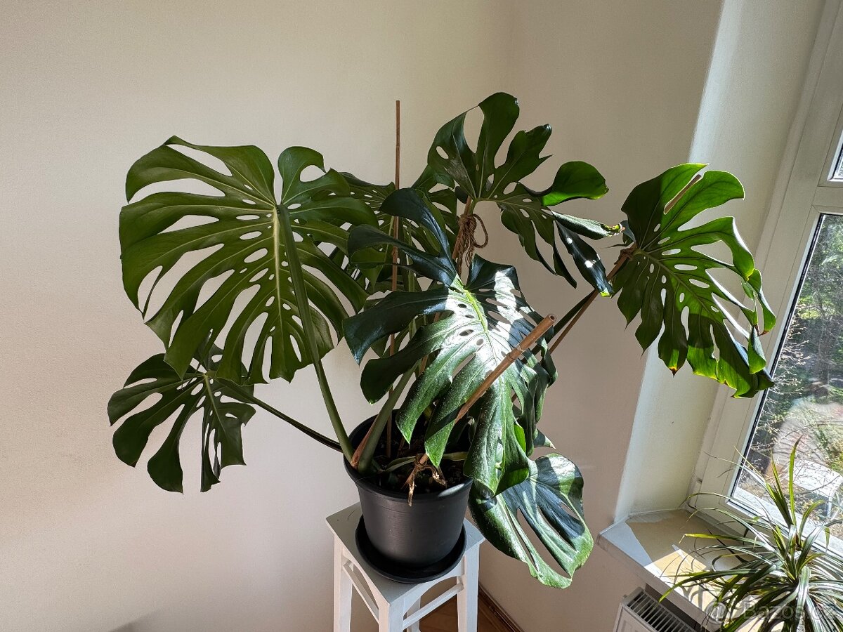 Monstera deliciosa - 3