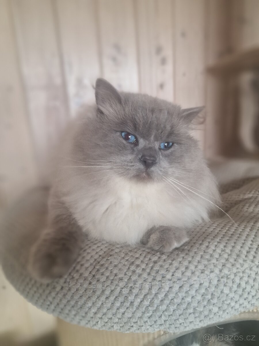 Ragdoll s rodokmenem Fife - 3