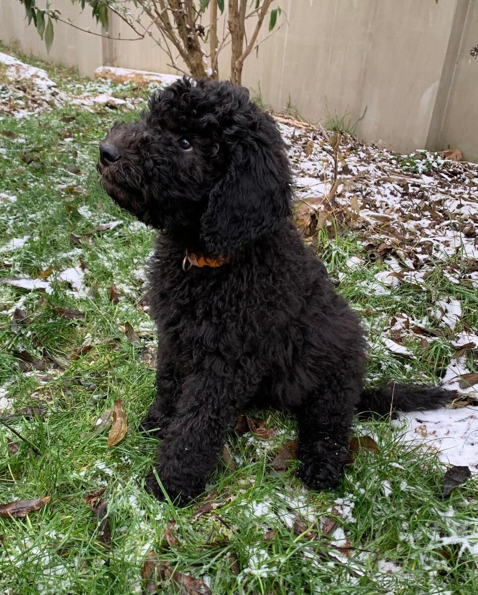 Štěně Labradoodle Draco - 3