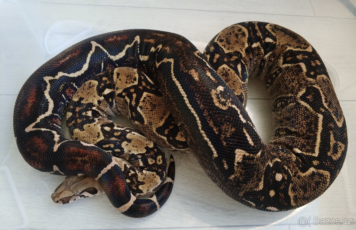 Boa imperator - DH Leopard VPI T+ Albino - 3