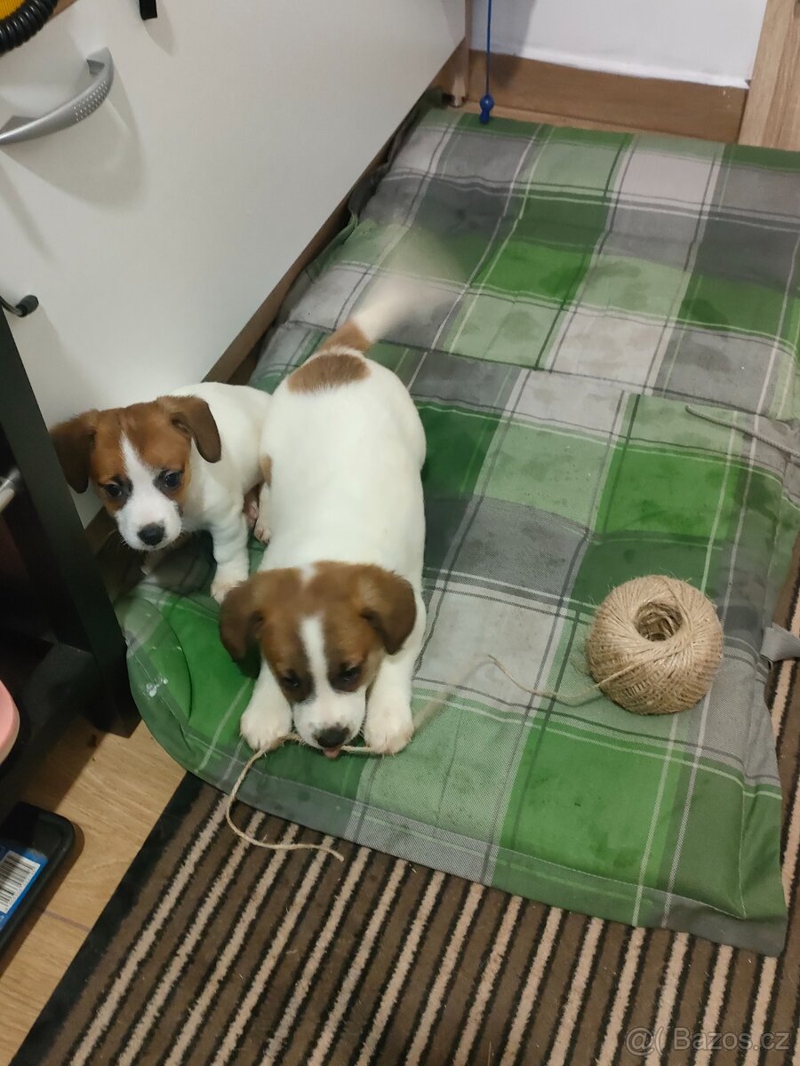 Jack Russell teriér - 3