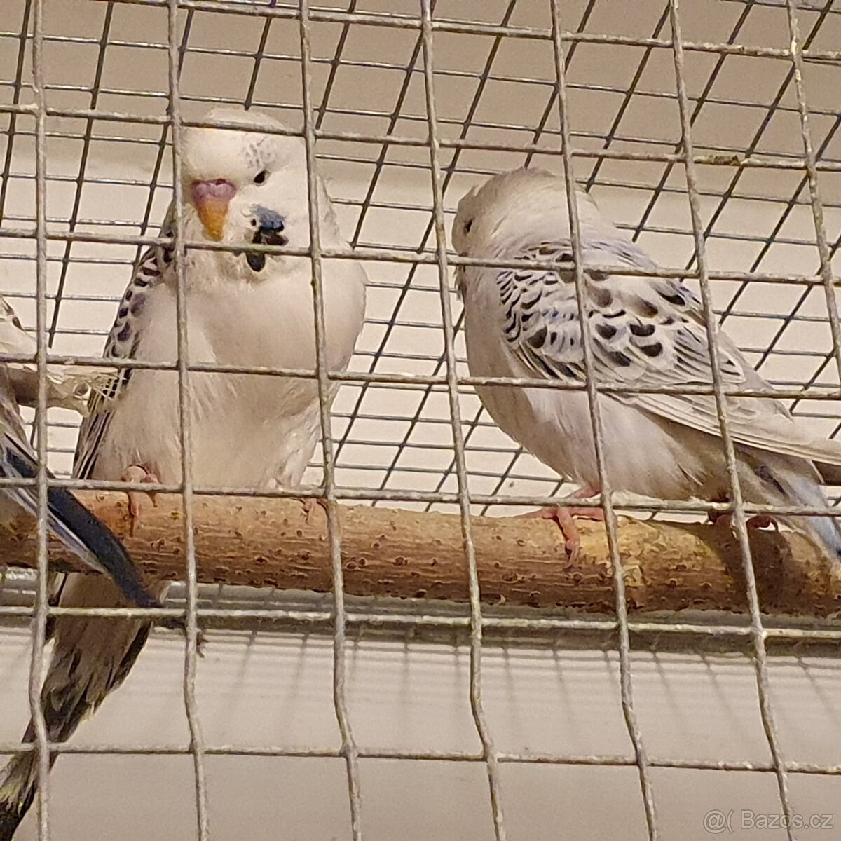 andulka Texas tcb - 3