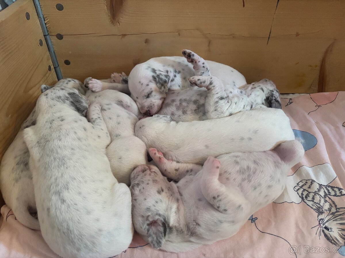 Štěně dalmatin - 3