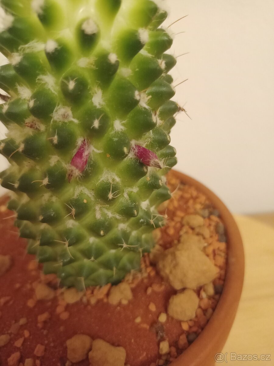 Mammillaria polythele - 3