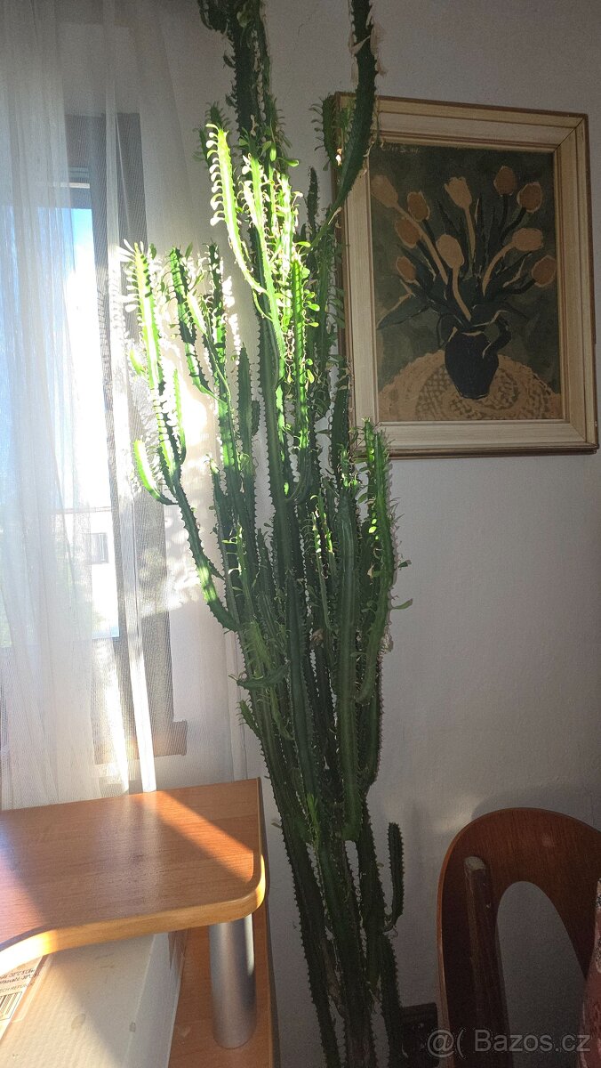 Euphorbia trigona - 3