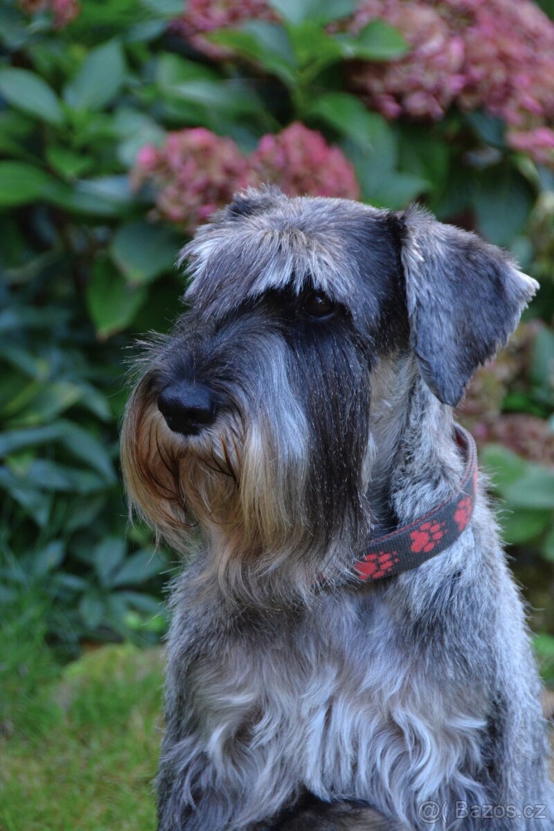 Knírač střední pepř a sůl, štěňata s PP - 3