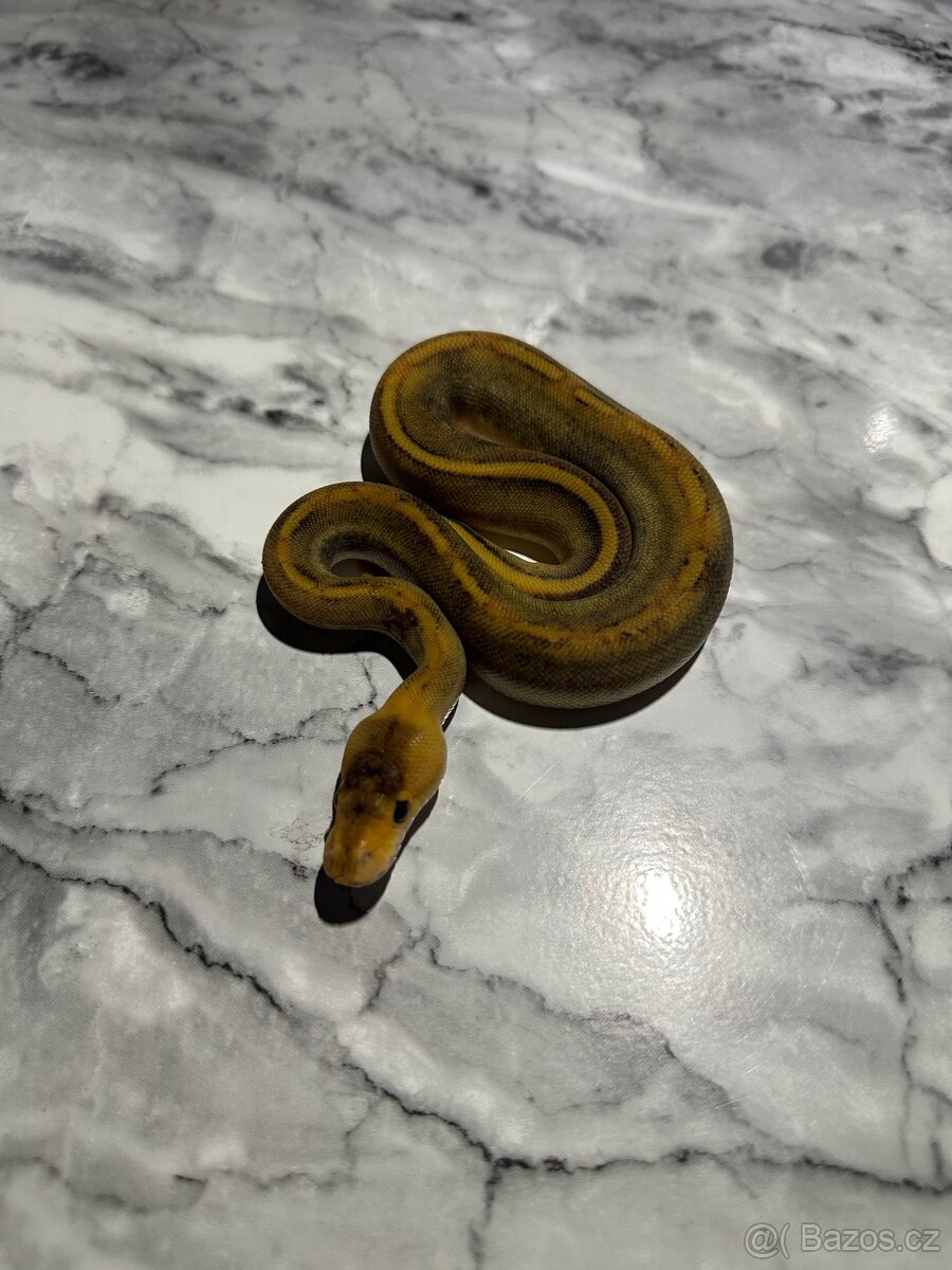 Krajta Královská Python regius Volná mláďata :) - 3