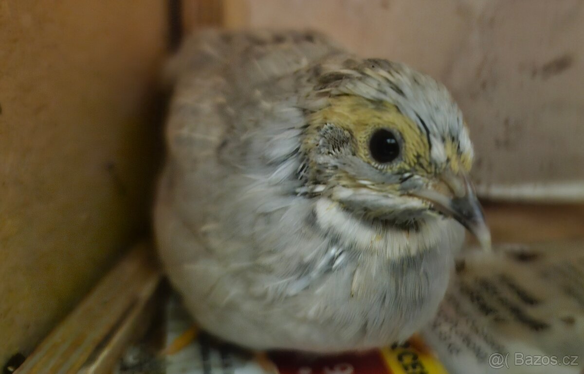 Křepelka čínská - 3