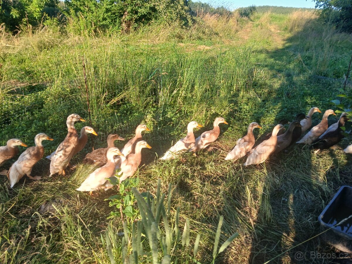 Kachny ruánské a saské - 3
