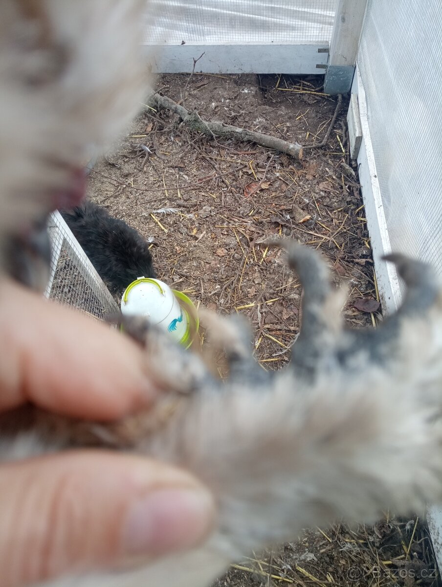 Mauve kohoutek hedvábnička USA - 3