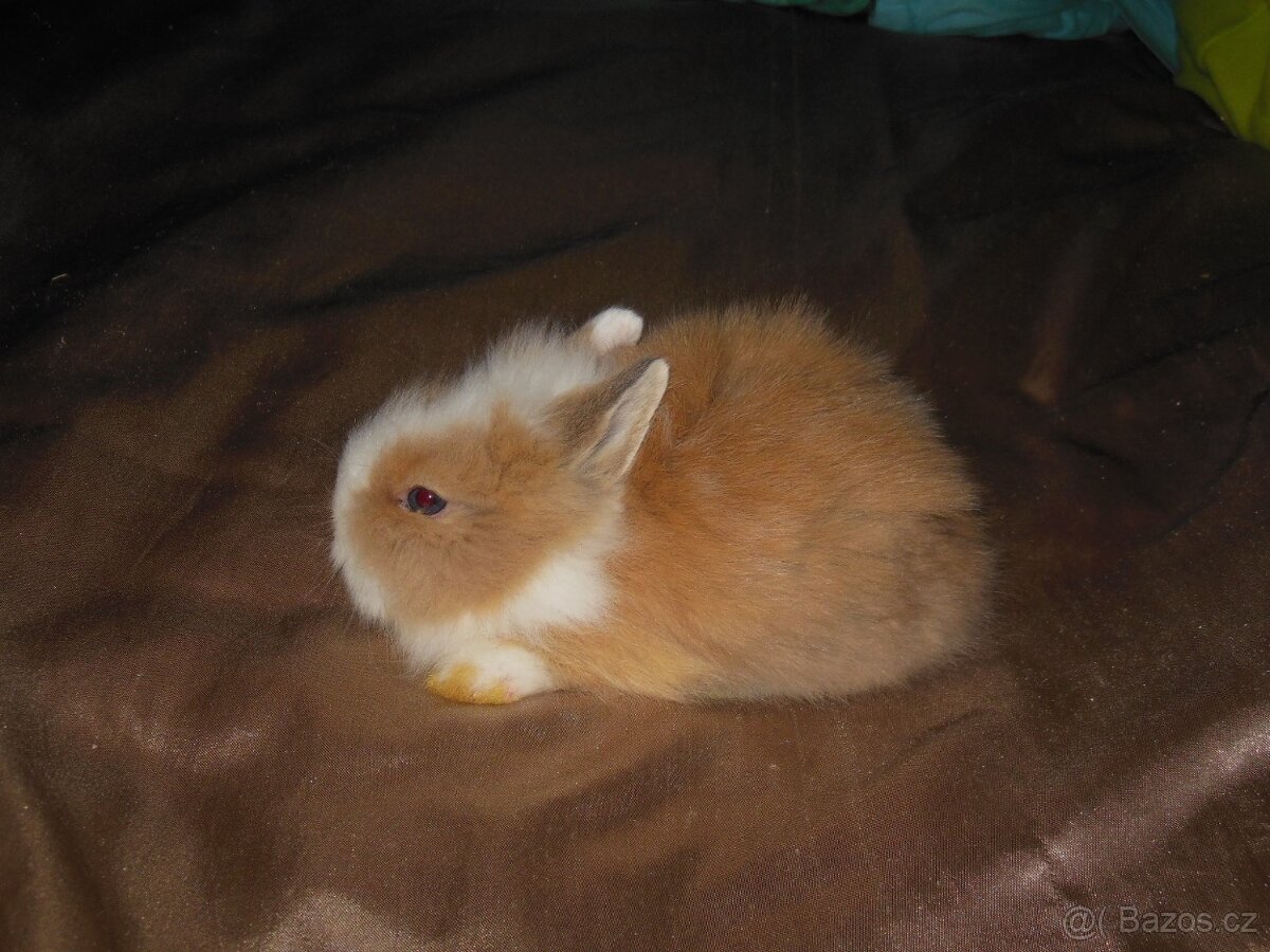 Zakrslý králíček Teddy - 3