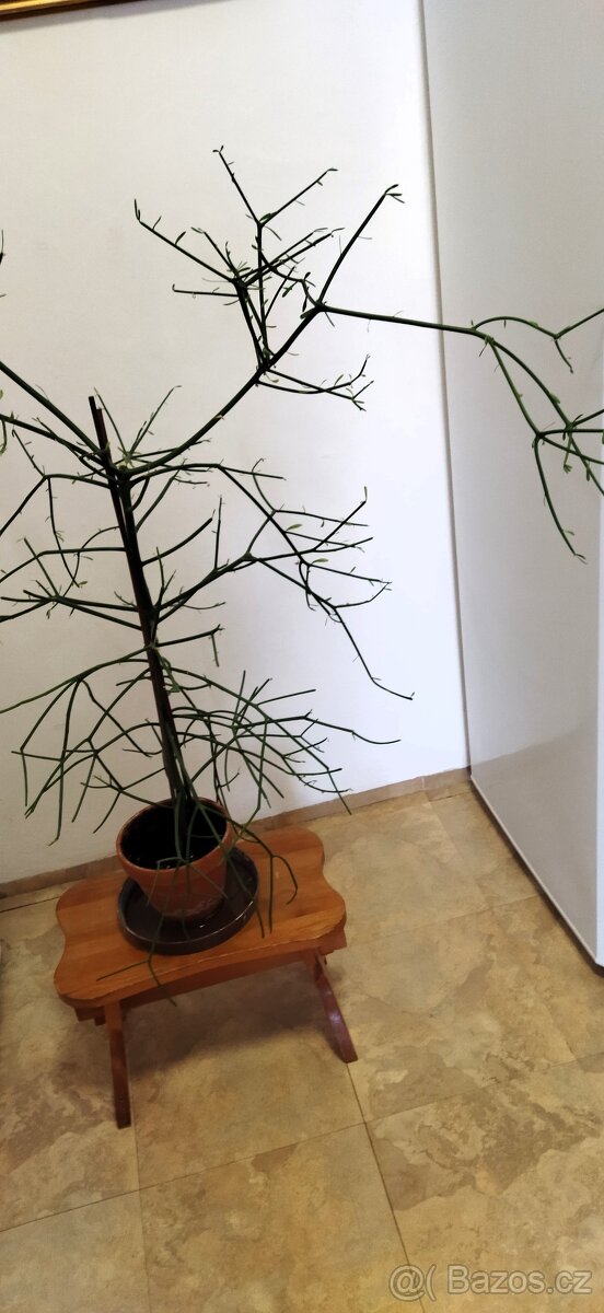Pokojová rostlina: Pryšec - Euphorbia Tirucalli - 3