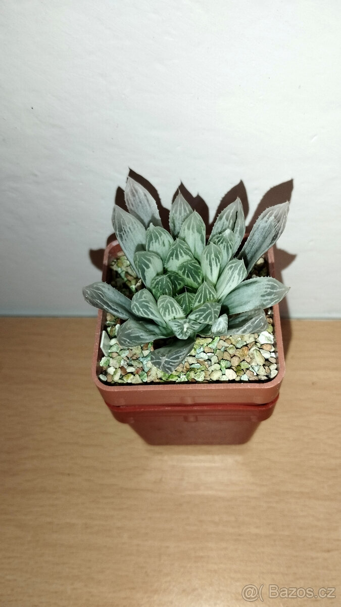 Haworthia pilifera 'Silver Swirl' - 3