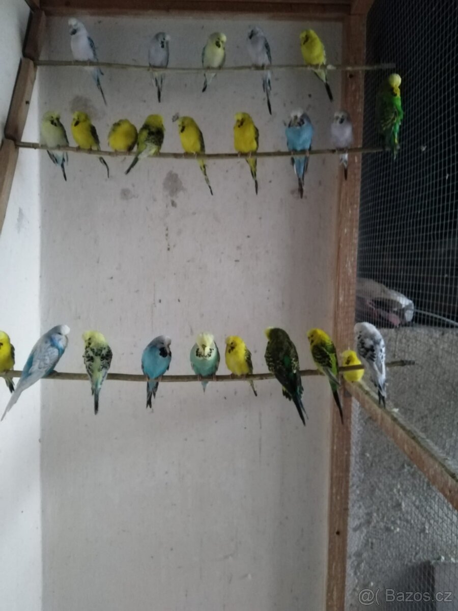 Prodám andulky TCB a obyčejné - 3