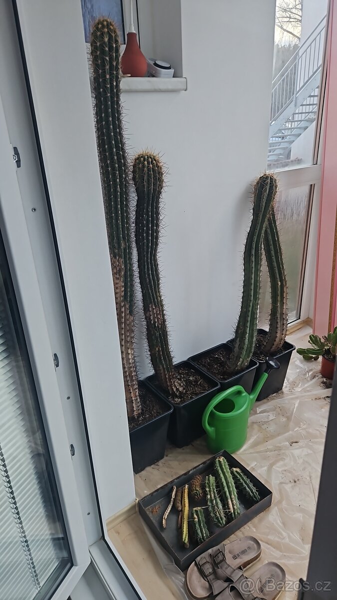 Prodám rozsáhlou sbírku kaktusů - 3
