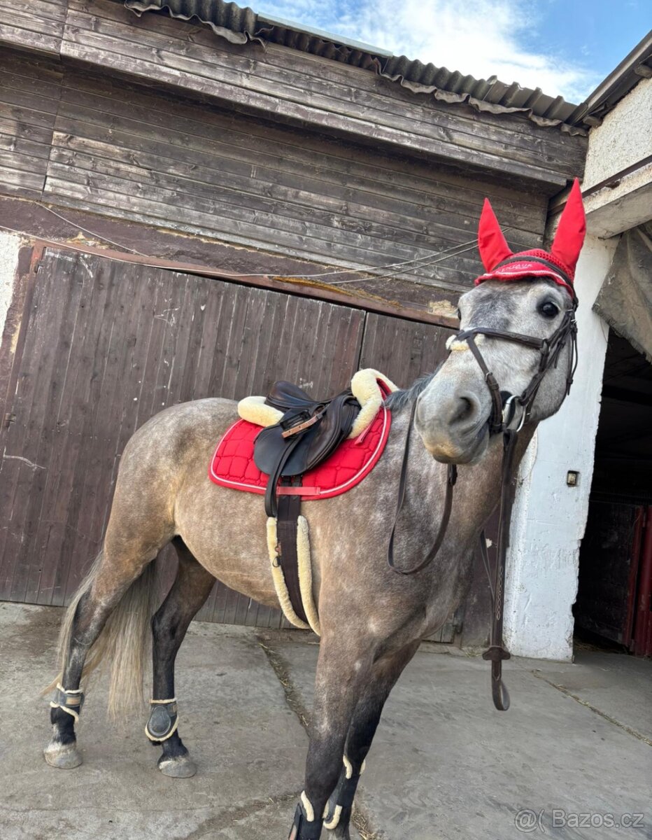 Teplokrevný valach 5 let - 3