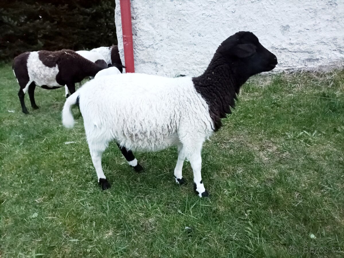 Jehničky 75% Dorper, jehnice, ovce - 3