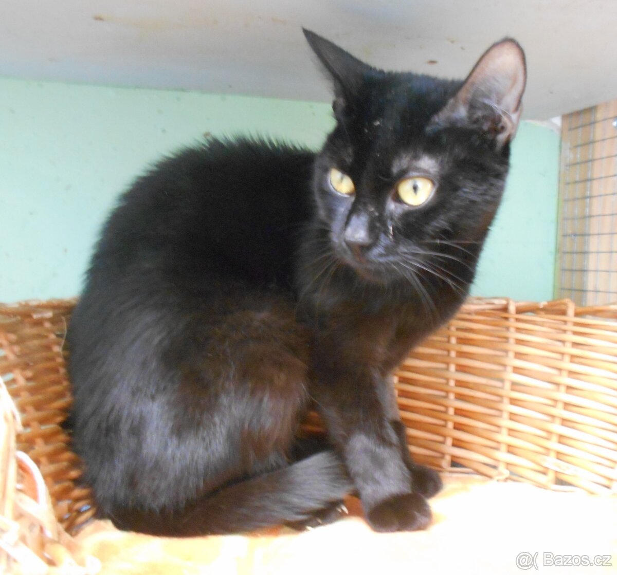 Černá, hodná 1,5-2letá Žofinka - 3