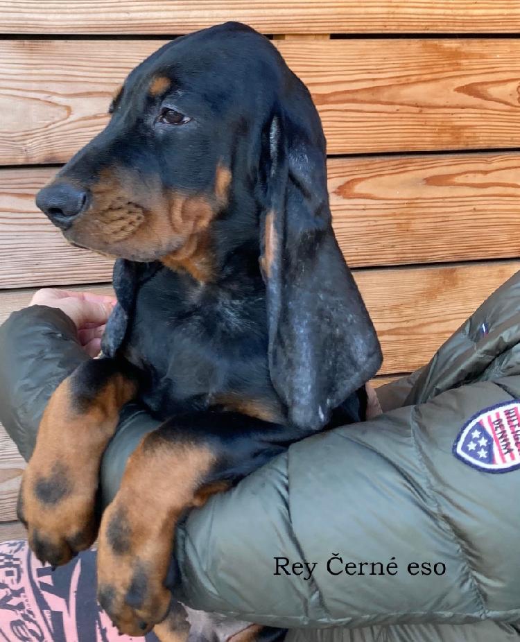 Black and Tan Coonhound/ americký mývalí pes - 3