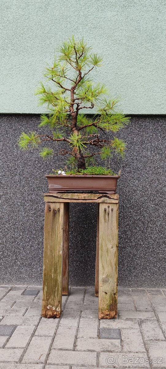 Bonsai, bonsaj, borovice v misce - 3