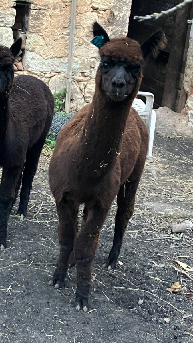 Alpaka samec netradiční zbarvení - 3