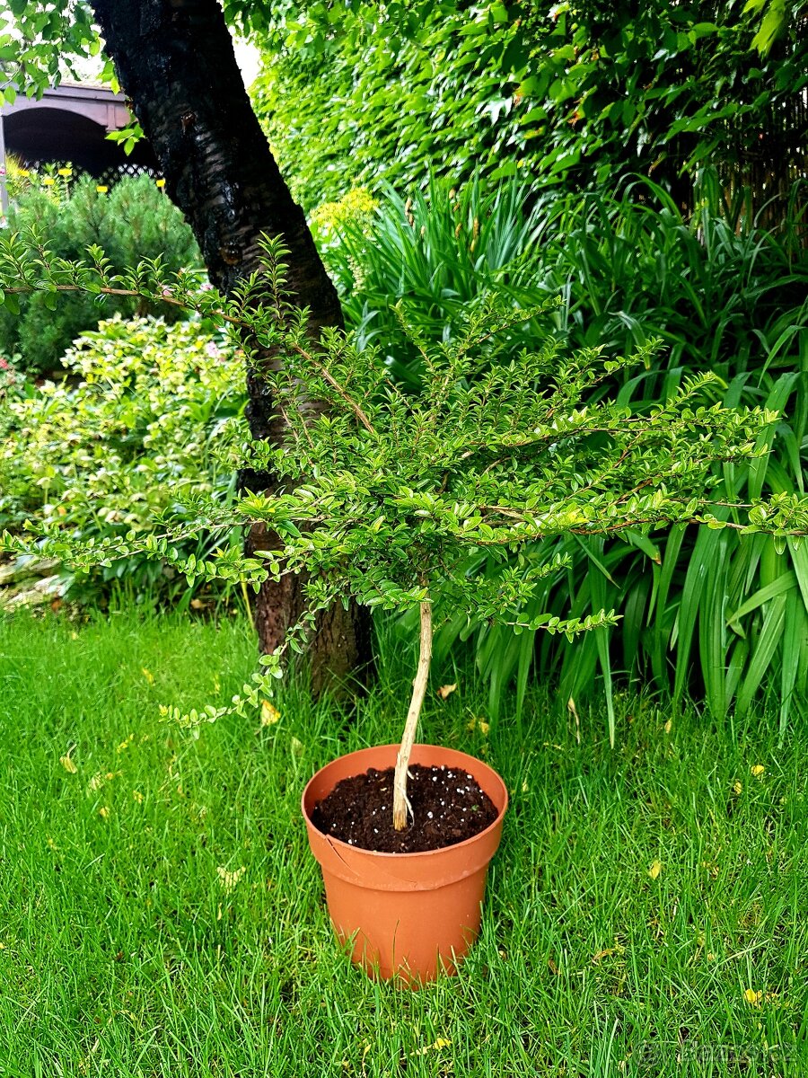 Lonicera, Zimolez, keře, stromky - 3