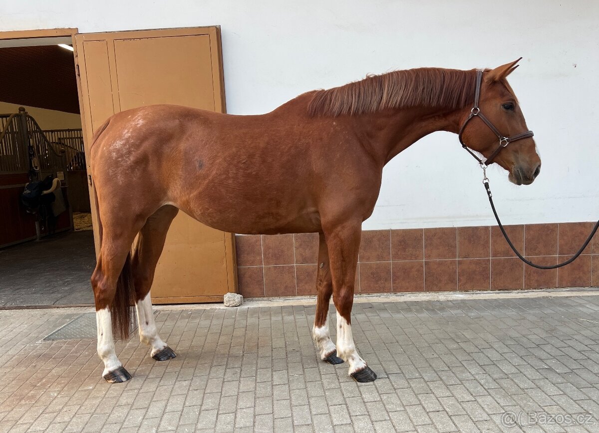 4 leta Klisna po Emerald - 3