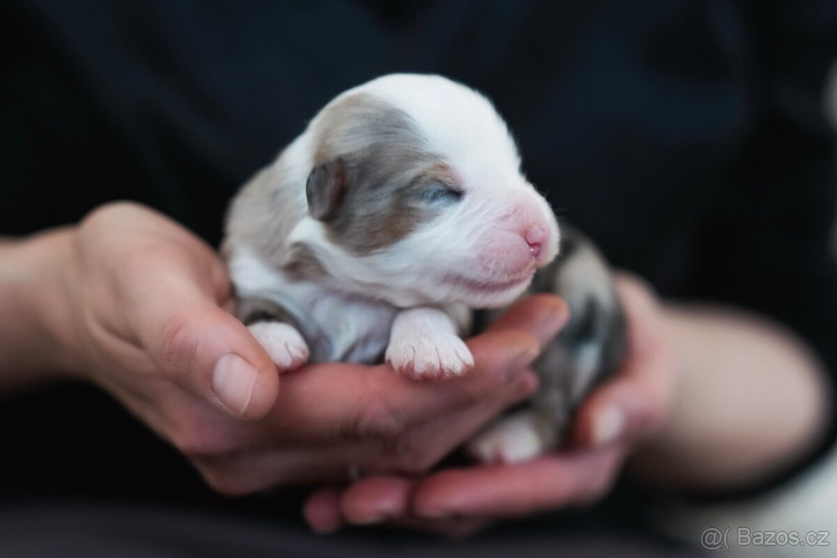 Miniaturní americký ovčák - 3