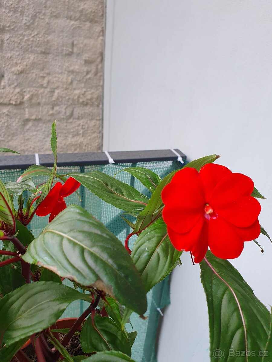 Balzamina - 3