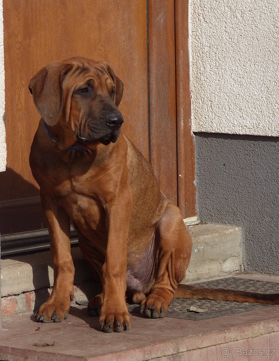 Tosa inu - pejsci k odběru - 3