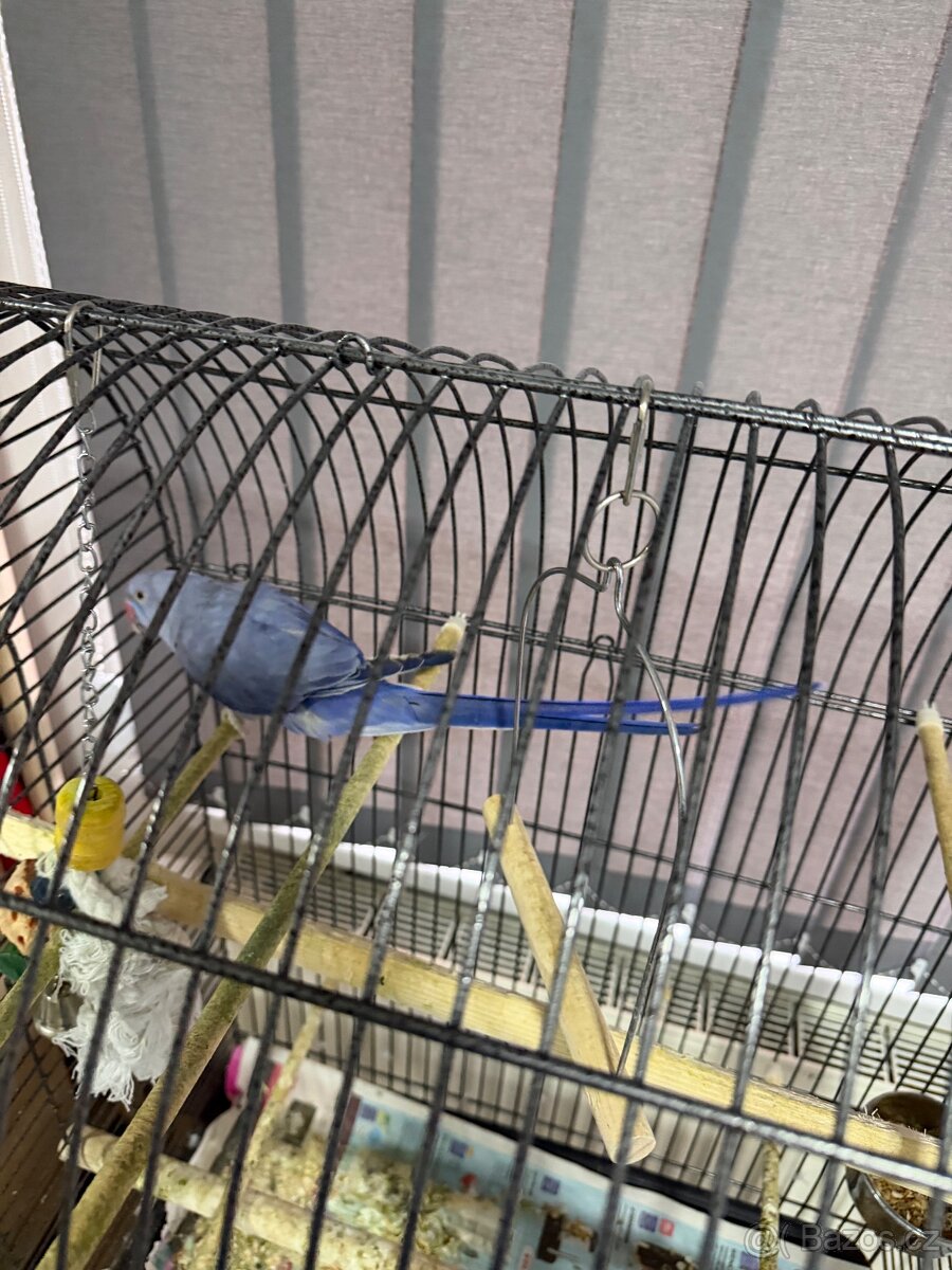 Alexandr malý, fialový, ručně dokrmený - 3