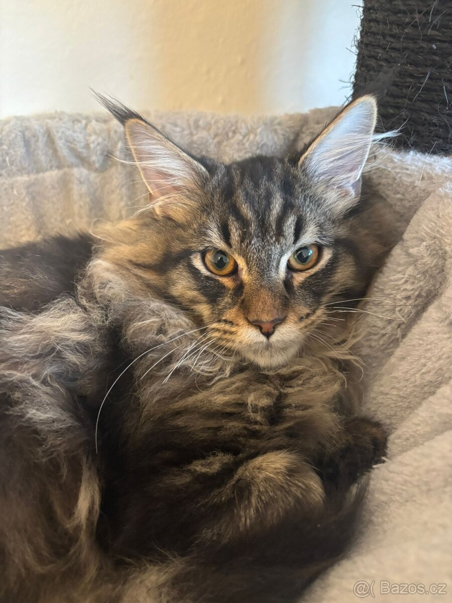 Mainská mývalí koťata s PP - 3